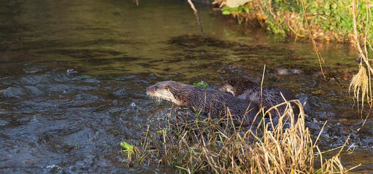 otter-in-dorset-by-david-blake