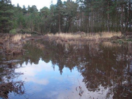 Flooded bridleway at Elstead Common