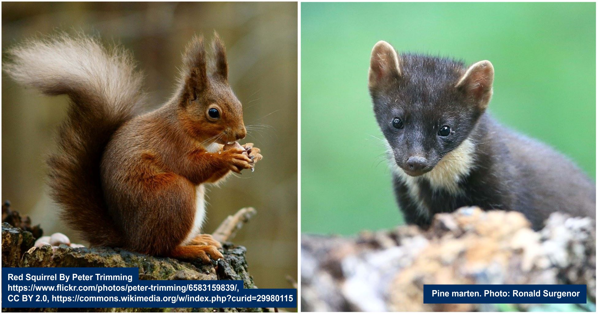 Red Squirell and Pine Marten